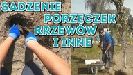 Na Działce! Vlog odc. 34 Sadzenie porzeczek, krzewów, choinek i brzozy #MajsterAmator
