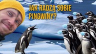 Ciekawostki o PINGWINACH  Dlaczego od stania w śniegu nie marzną im stopy? Ushuaia i Ziemia ognista
