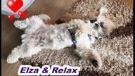 Cute Puppy Play - Video -  Relax Time