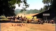 Burmistrz w sp&oacute;dnicy, The Wild Women of Chastity Gulch (1982)