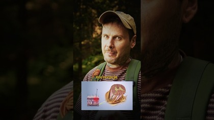 Czy owady czują ból?