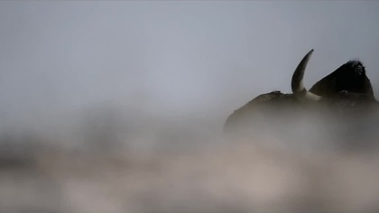 Duch śniegów z muzyką Nicka Cave; zwiastun PL; Najbardziej relaksujący film tego roku!