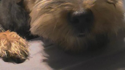 mokre łapy mam, mogę?