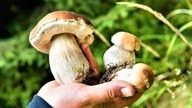 Grzyby, Grzybobranie 2018 +  Ostatni Wysyp Prawdziwków(Borowików Szlachetnych) w Listopadzie