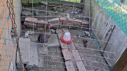 W Garden kuRaż * Poranek z kurami i pomidory * 25.  05.  2025