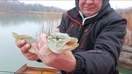 Najlepsze gumy na Szczupaki / GRUBY KONKURS Mikołajkowy z kanałem Wędkarski Sen
