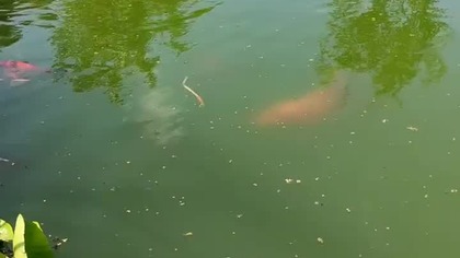 Jaka folia na oczko wodne?