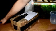 60l krewetkarium - pierwsi mieszkańcy.