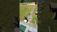 Kostka brukowa!