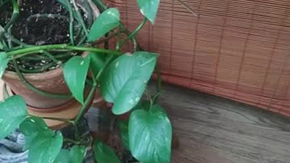 #shortsRoślinne osobliwości, kto zgadnie ich nazwy?