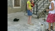 Przyczajony kot    