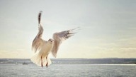 Zbawienie z łaski przez wiarę w Jezusa Chrystusa