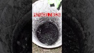 Przyjaciel z beczki.  Historia kotki znalezionej w beczce ze smołą