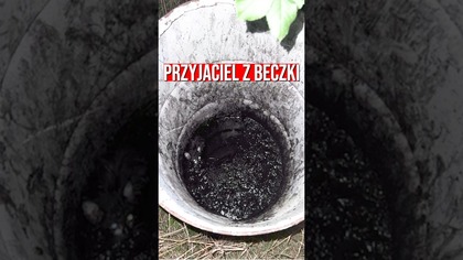 Przyjaciel z beczki.  Historia kotki znalezionej w beczce ze smołą