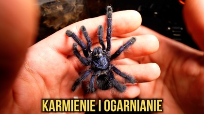 Karmienie i ogarnianie hodowli, plus paczka Z GOLIATEM 