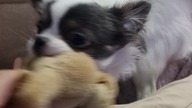 Chihuahua Luna Day 129