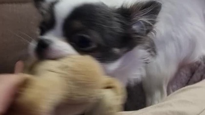 Chihuahua Luna Day 129