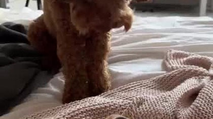 komplikacja skoków Stefana