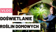 DOŚWIETLANIE roślin domowych.  Jakie lampy dla roślin wybrać?