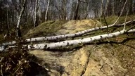 Sok z Brzozy to naturalny izotonik