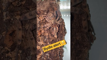 Heteropoda lunula Mówiłem że uwielbiam?  #terrarium #ptasznikizajaca #sparrasidae #heteropoda
