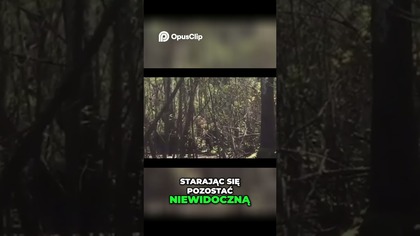 Tajemniczy Stwór Nagrany! Przerażające Spotkanie w Dzikiej Przyrodzie