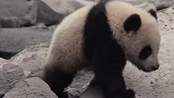 Panda (2009) Lektor
