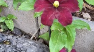 Clematis WESTERPLATTE #clematisy