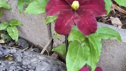 Clematis WESTERPLATTE #clematisy