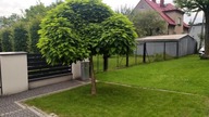 #185 Jak rośnie katalpa, zwana również surmią?