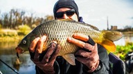 Karp z Rzeki - Siwy FEEDER i Odra