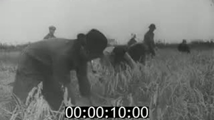 Tygodnik Dzwiekowy Guberni Generalnej