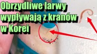 Obrzydliwe larwy wylewają się z kranów w Korei Południowej!
