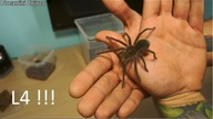 Co słychać u  PTASZNIKA GOLIATA? Przenosimy Theraphosa blondi!!