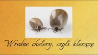 WREDNE CHOLERY - KLESZCZE by Magdalenkowe Frykasy