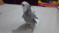 Papuga kapitana Jack Sparrowa