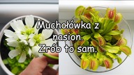 Jak zapylić muchołówkę i zadbać o jej młode, czyli muchołówka z nasion.