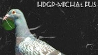 HDGP- Michał Fus Prezentacja gołębi HERMES Rozpłód nr 2 (podsumowanie ostatniego filmu).