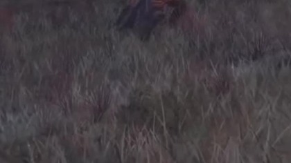 Elden Ring NG+ Boss : Łowca Dzwonków Kulistych.