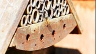 Jak selekcjonować kokony murarek. Selekcja odpornościowa.