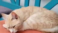 Cute  #cats #shorts #catsofyoutube #koty #kotki #music