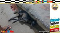 Mężczyzna ratuje umierające zwierzęta z ulicy