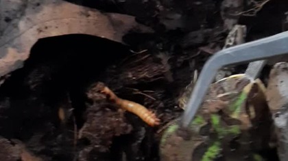 Karmienie Żaby Rogatej (Ceratophrys cranwelli) - ugryzła pęsetę 