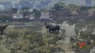 Tribute to wonderful Water Buffalo (Can You Feel My Love)