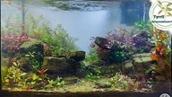 30l akwarium z czerwonymi roślinami.  Zakładanie akwarium.  Start akwarium.
