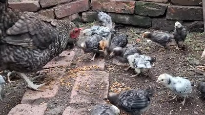 KURA I KURCZAKI #chickens