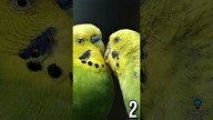 3 CIEKAWOSTKI O PAPUGACH