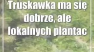 Truskawka ma się dobrze, ale lokalnych plantacji ubywa