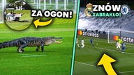 WIELKIE pudło Timo Wernera! Chelsea bliższa FINAŁU Ligi Mistrzów! ALIGATOR NA BOISKU! | LANDRI