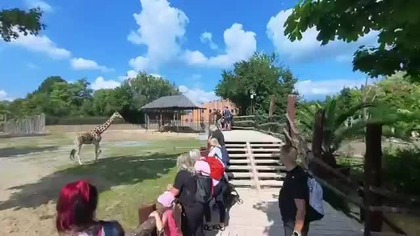 Dvůr Králové #zoo #360 Żyrafy i Nosorożce  #animals #dlaciebie